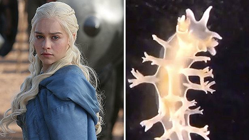 Illustration for article titled New species of sea slug named after Khaleesi from 'Game of Thrones'